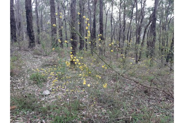 Draadachtige acacia