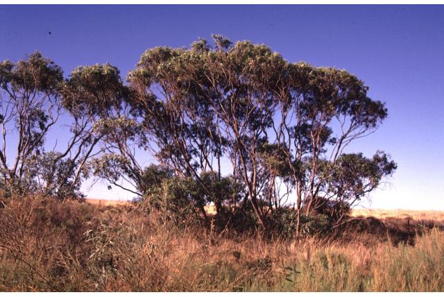 Koperen Eucalyptus Koperen Eucalyptus
