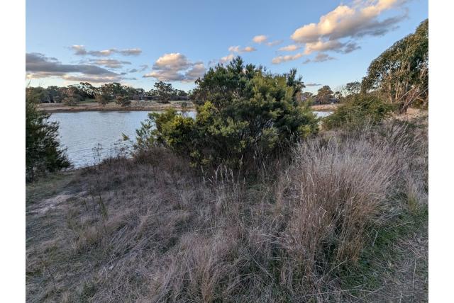 Snowy River acacia