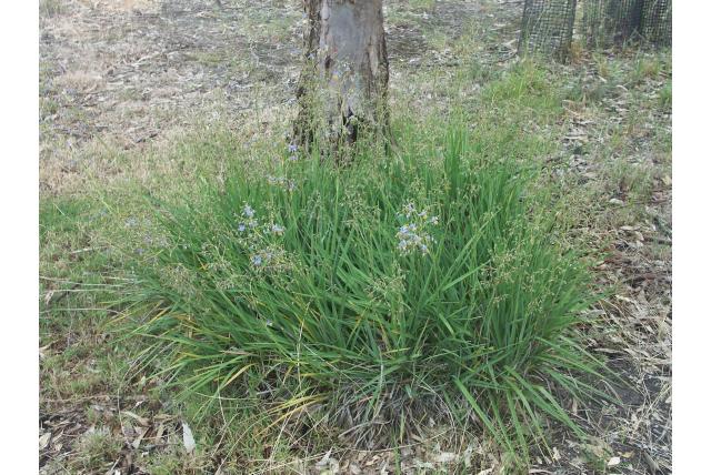 Verrukkelijke dianella