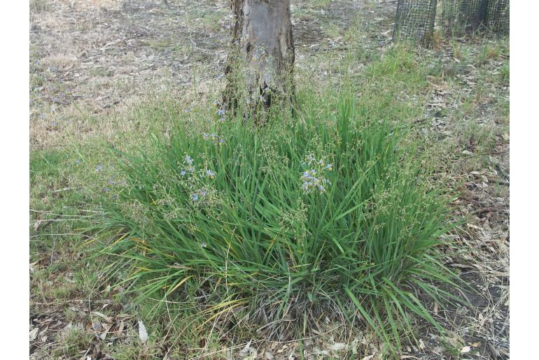 Dianella amoena -2978