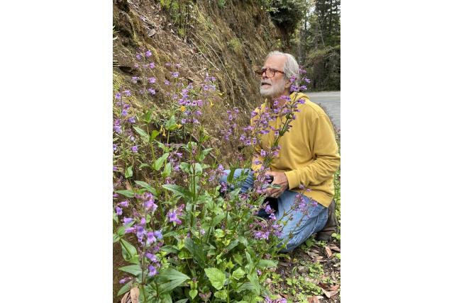 Santa Cruz Mountains penstemon