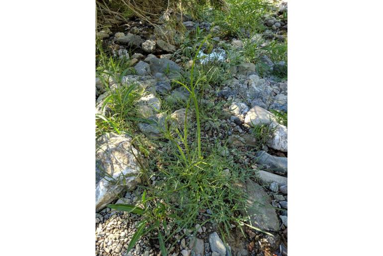 Perideridia californica -2993