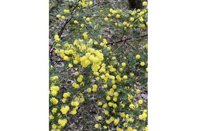Porongurup acacia