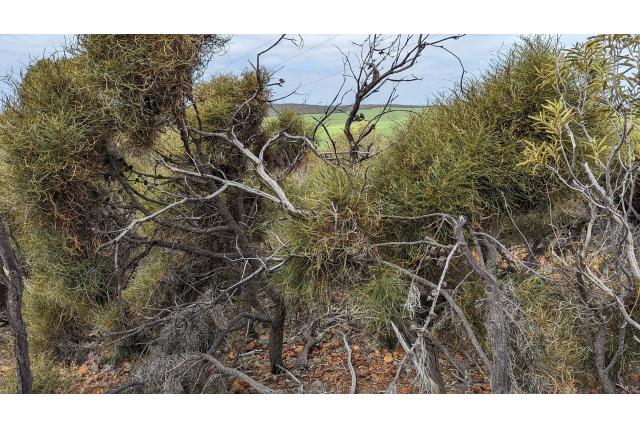Wongan banksia