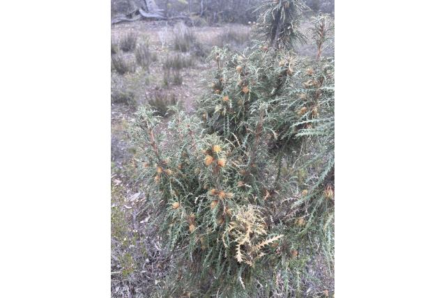 Dichtgebladerde banksia