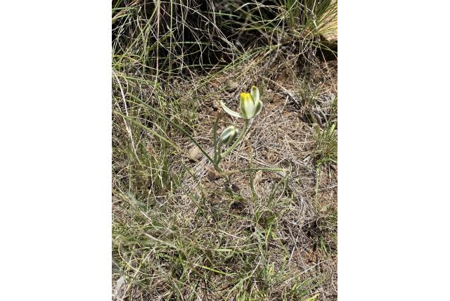 Dwerg albuca