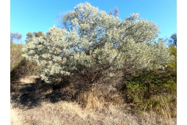 Zilveren acacia