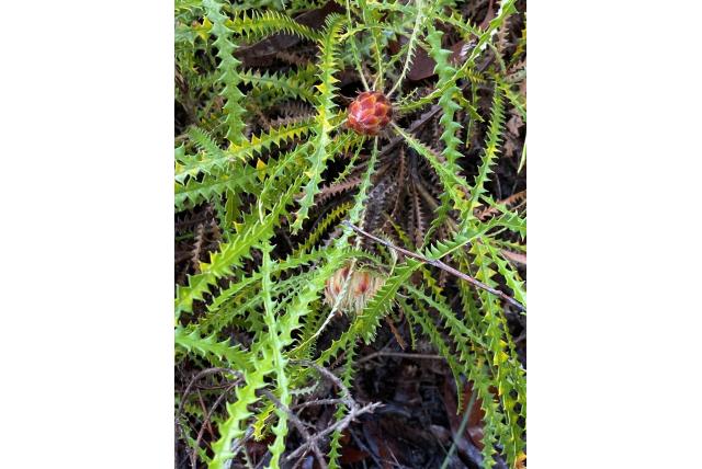 Zwaardvis banksia