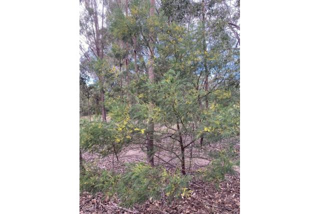 Groente acacia Groente acacia