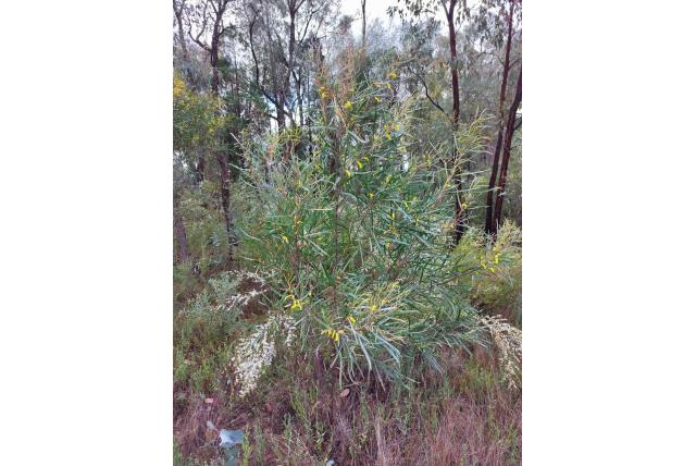 Speerhout acacia