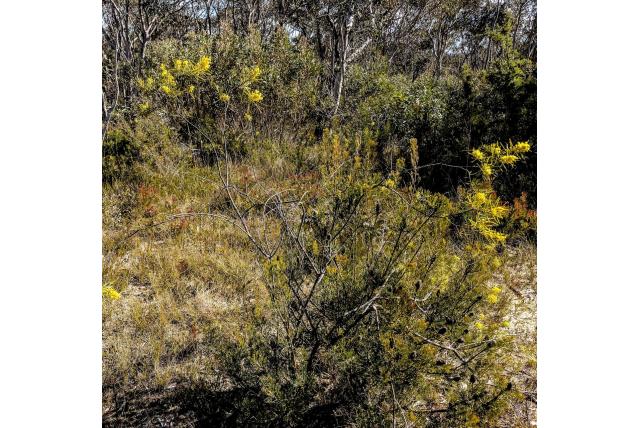 Hamilton's acacia