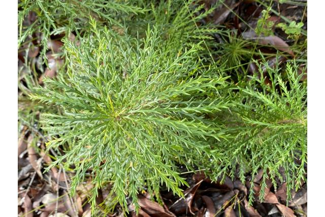 Banksia met senecio-blad
