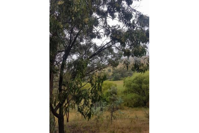 Zachthout acacia