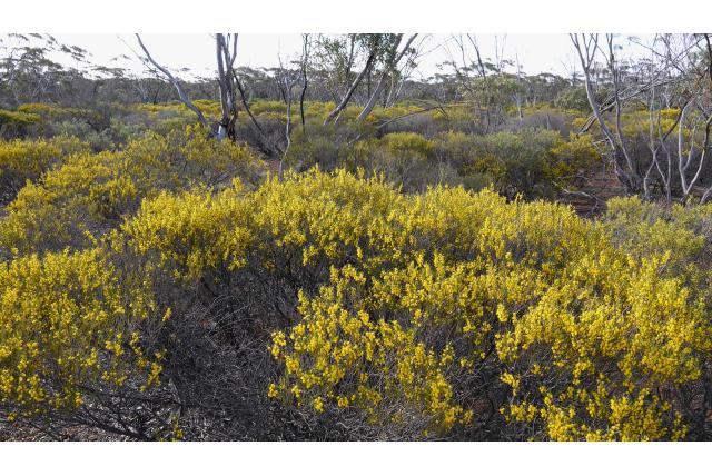 Berg acacia