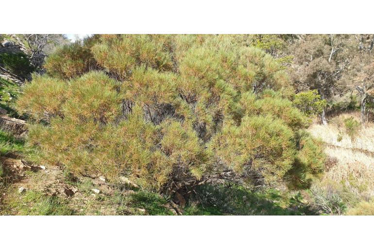 Acacia calamifolia -3043
