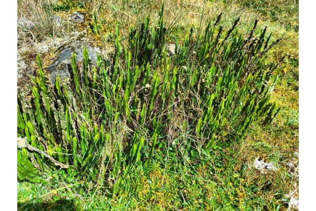 Generfde baccharis