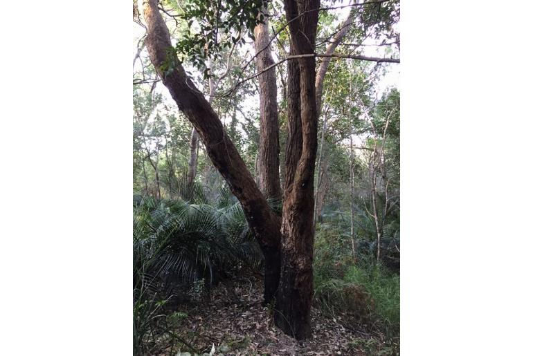 Eucalyptus botryoides -3055