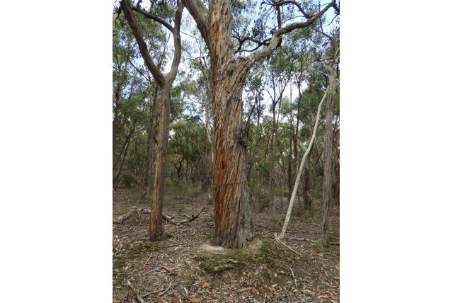 Asymmetrisch-blad Eucalyptus