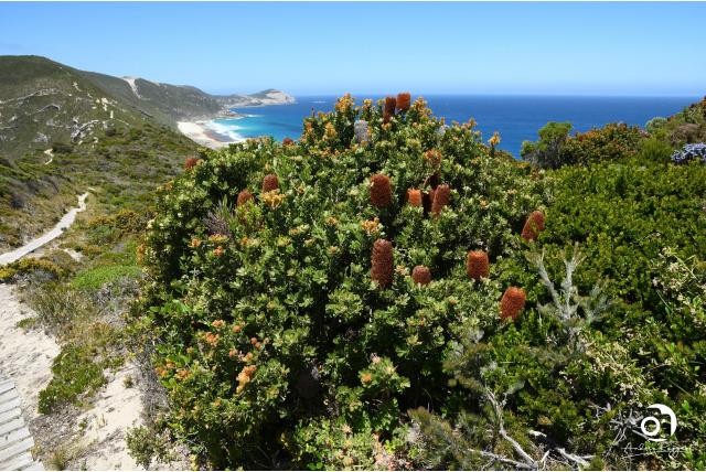 Gele Snijbladige banksia
