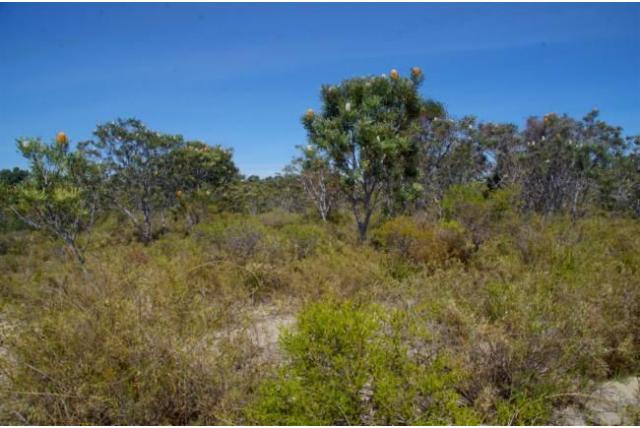 Eikel banksia