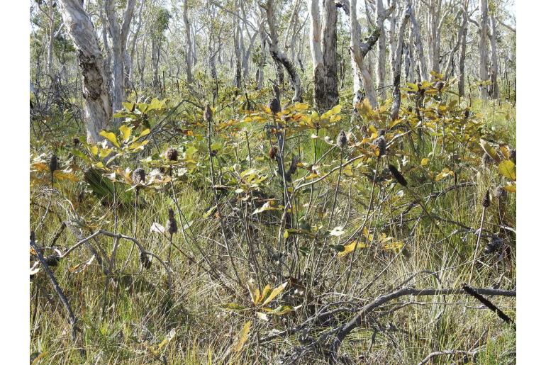 Banksia robur -3067