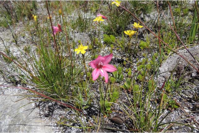 Gratieuze-berg gladiolus