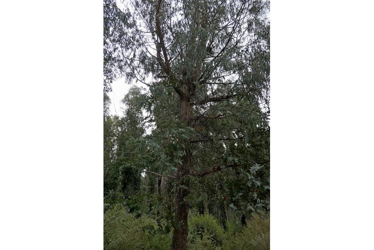 Eucalyptus kartzoffiana 3079