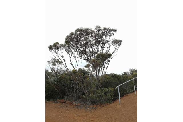 Warted Yate Warted Yate