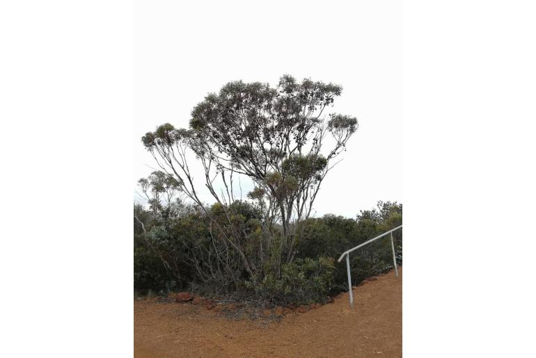 Eucalyptus megacornuta 3085