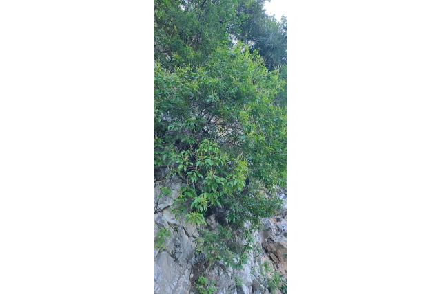 Pringle's clethra