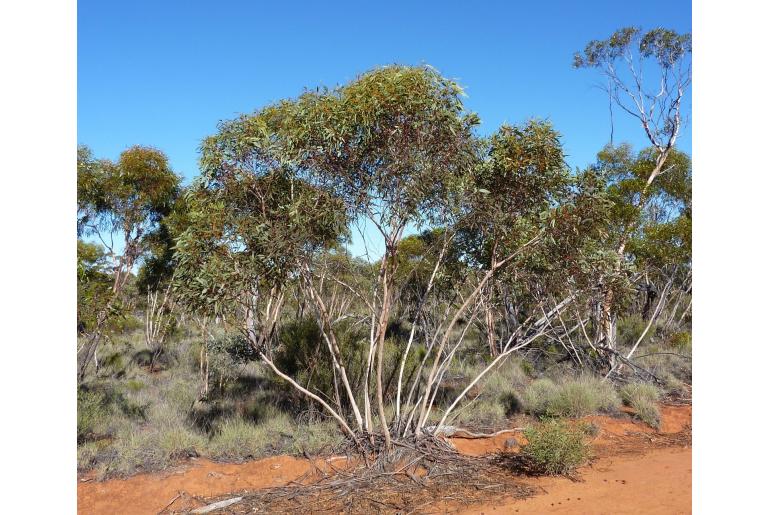 Eucalyptus cyclostoma 3089