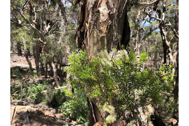 Wit-gepluimde Melaleuca