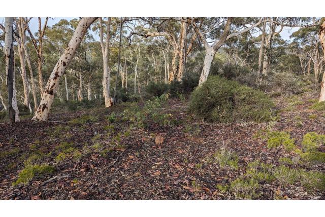 Zigzag Grevillea