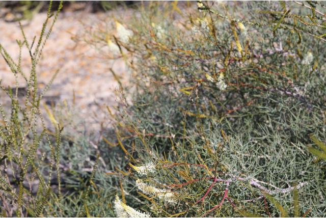 Verstrengelde Grevillea