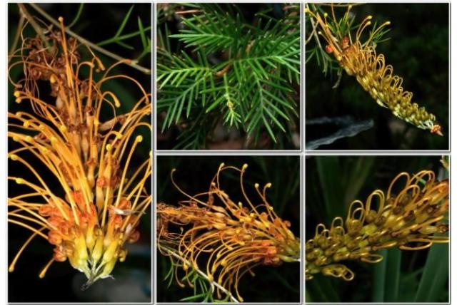 Grevillea met dunne lobben