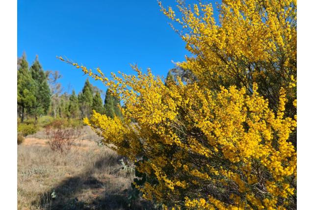 Pilliga acacia