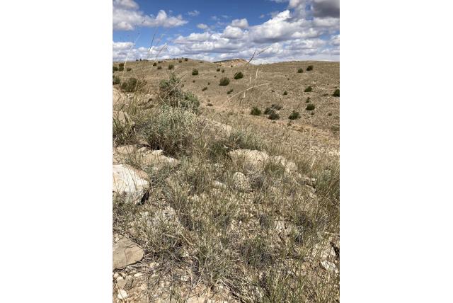 Wollige stengel bouteloua