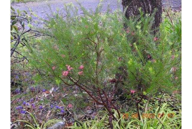 Rozemarijn-blad Grevillea