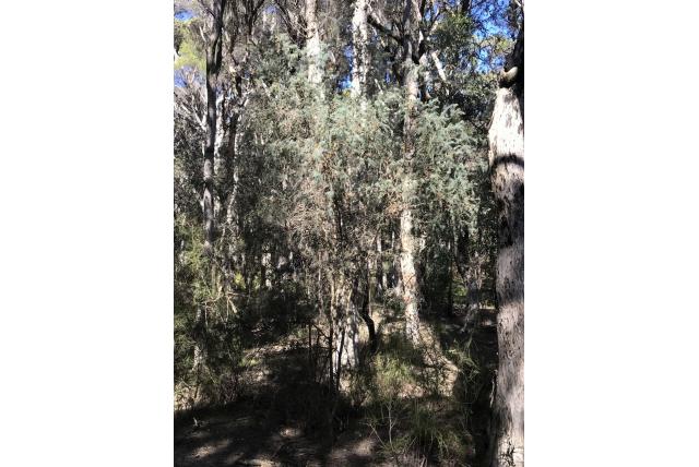 Grijshaarige Melaleuca