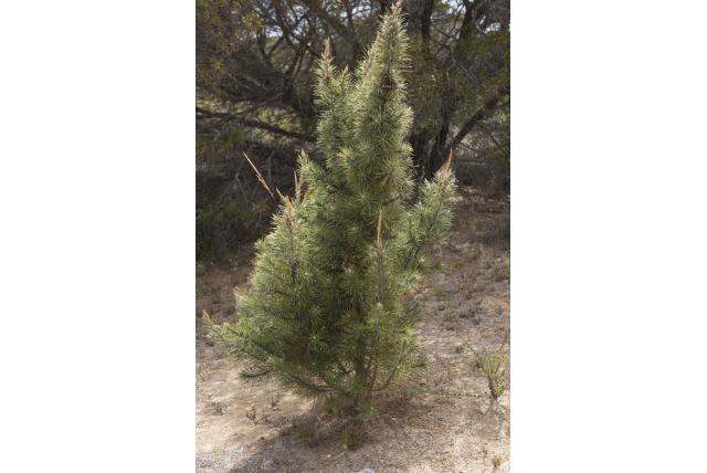 Dennenachtig casuarina