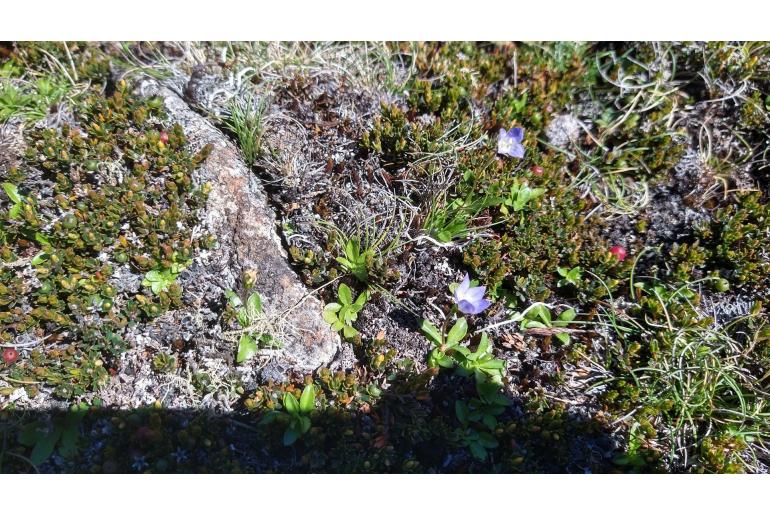Wahlenbergia saxicola 3118