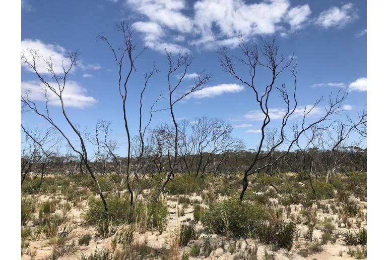 Eucalyptus discreta -3119
