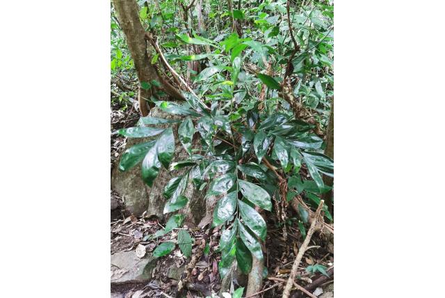 Langwerpige chamaedorea