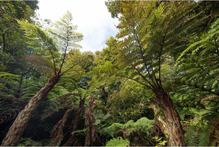 Dicksonia berteroana&nbsp;3132
