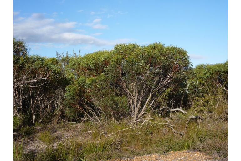 Eucalyptus x erectifolia 3134