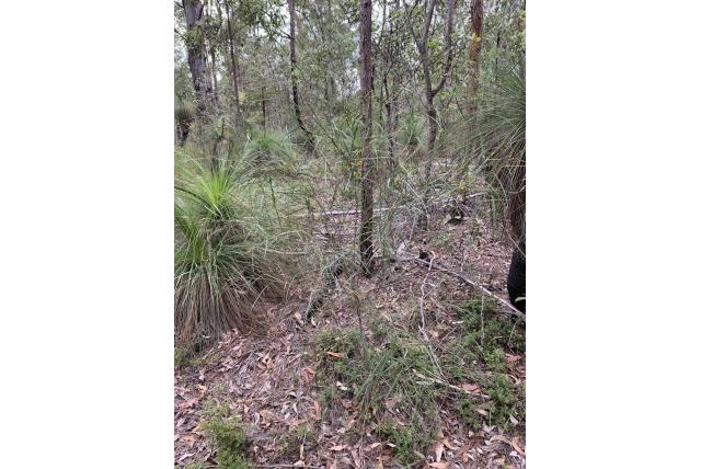 Wyatt's daviesia