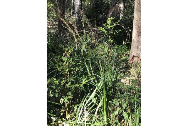 Zwart fruit gahnia Zwart fruit gahnia