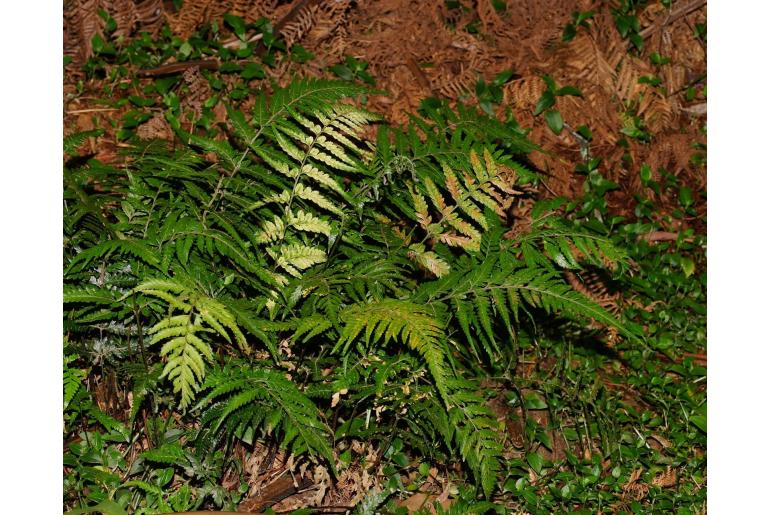 Parapolystichum acuminatum -3151