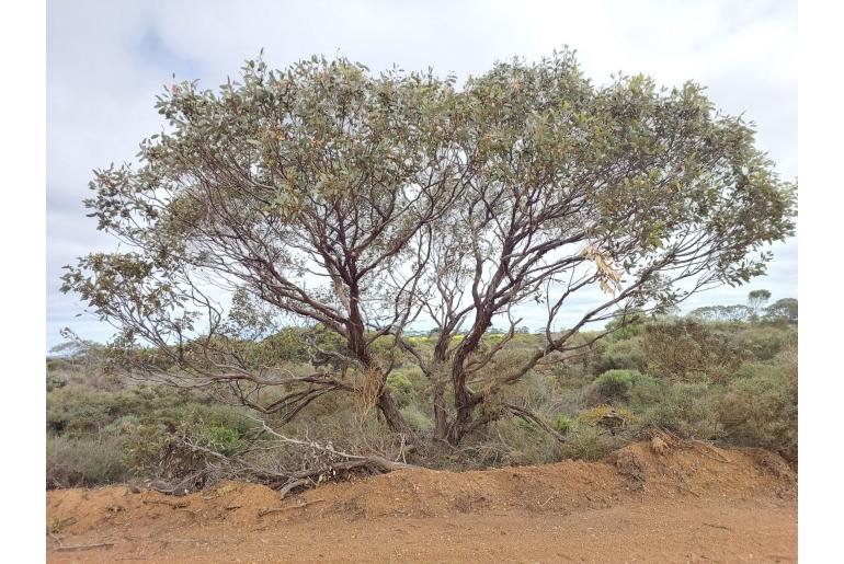 Eucalyptus x erythrandra 3153